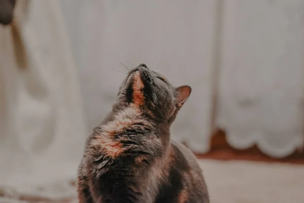 Een Close Shot Van Een Grijze Kat Met Oranje Vlekken — Stockfoto