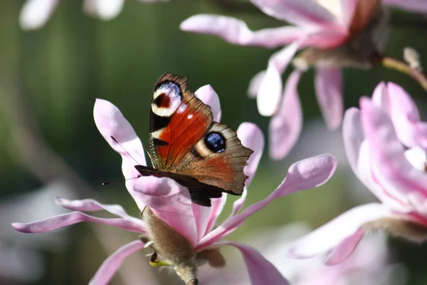 Zbliżenie Ujęcia Motyla Siedzącego Różowym Kwiatku Magnolii — Zdjęcie stockowe