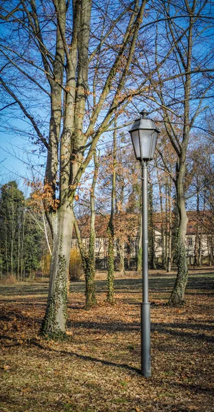 Tiro Vertical Uma Luz Rua Árvore Nua — Fotografia de Stock