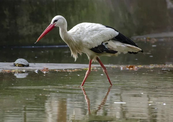 Ein Weißstorch Einem Teich — Stockfoto