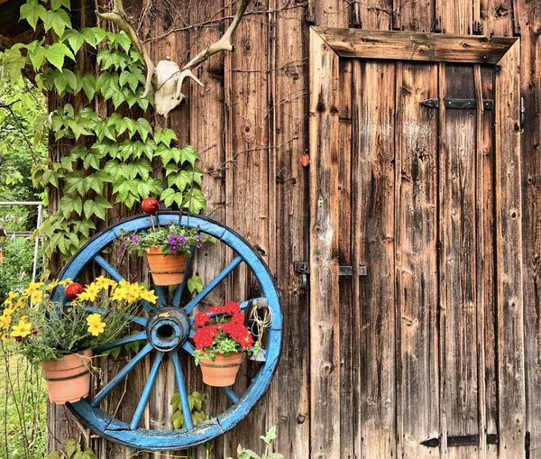 Deer Antlers Skull Blue Wheel Flowerpots Hanging Wooden Wall Royalty Free Stock Photos