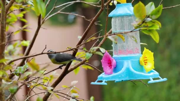 Vogelfutterhäuschen Garten — Stockvideo