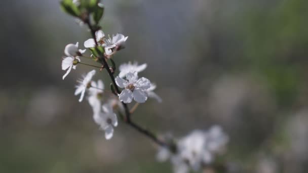 Hermosas Flores Primavera Árbol — Vídeos de Stock