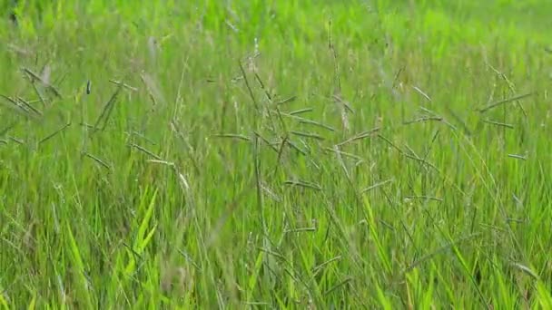 Pasto Dulce Moviéndose Del Viento Campo — Vídeo de stock