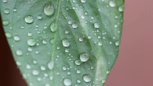 Green Leaves Water Drops Flora Foliage — Stock Video