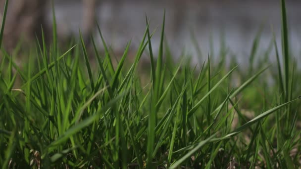 Grüne Grasstruktur Und Unscharfer Hintergrund — Stockvideo