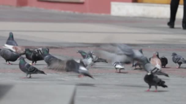 도시에 비둘기 — 비디오