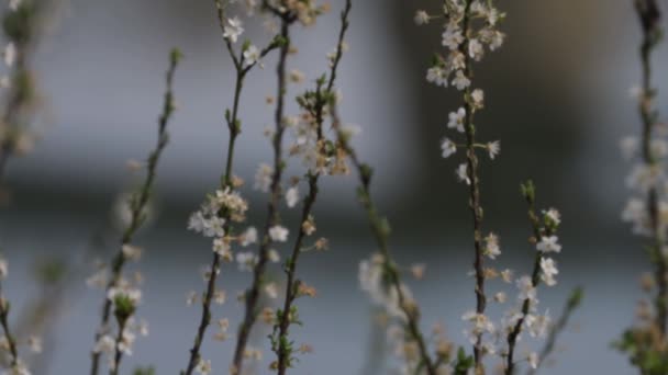 木の上の美しい花 — ストック動画