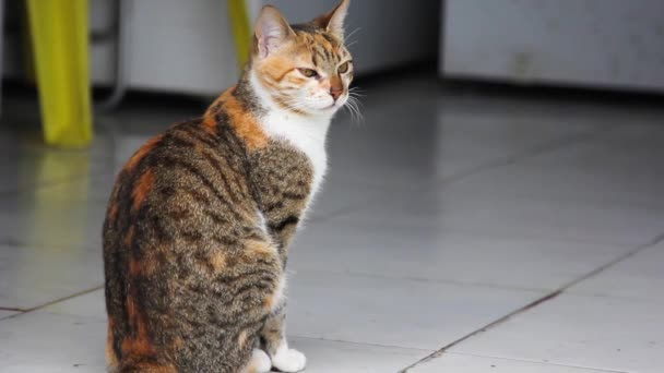 Mooie Kat Met Een Gele Ogen — Stockvideo