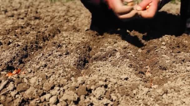 Boer Die Tuin Werkt — Stockvideo