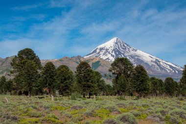 view of Lanin volcano with Araucaria trees, Lanin national park, Argentina clipart