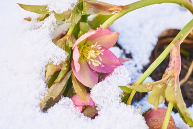 close up of blooming hellebore in snow-covered garden clipart