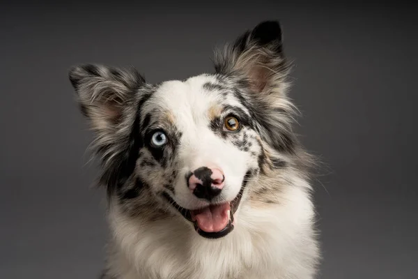 Detailní Záběr Skvrnitého Hraničního Kolijního Psa Heterochromníma Očima — Stock fotografie