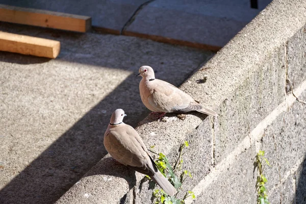 太陽の下で壁に座っている赤い鳩のペア Streptopelia Decacto 写真はアイルランド ヨーロッパで撮影された — ストック写真