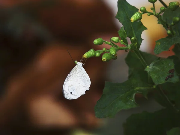 Detailní Záběr Bílého Motýla Sedícího Kvetoucím Květu — Stock fotografie