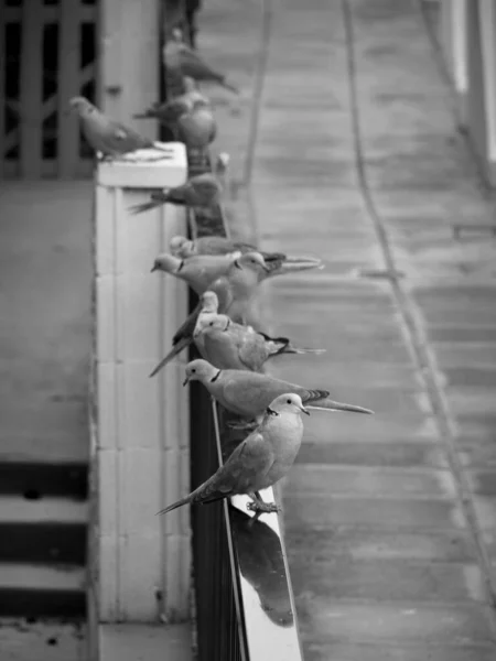 Ein Vertikaler Graustufenschuss Von Tauben Auf Einem Geländer Auf Teneriffa — Stockfoto