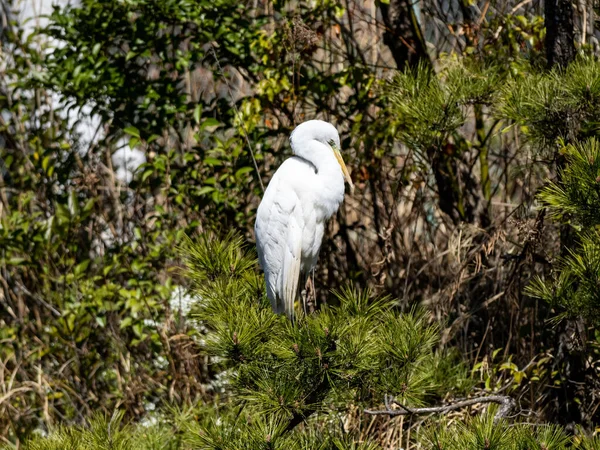 Selective Focus Shot Great White Egret Perched Fir Tree — Stock Photo, Image