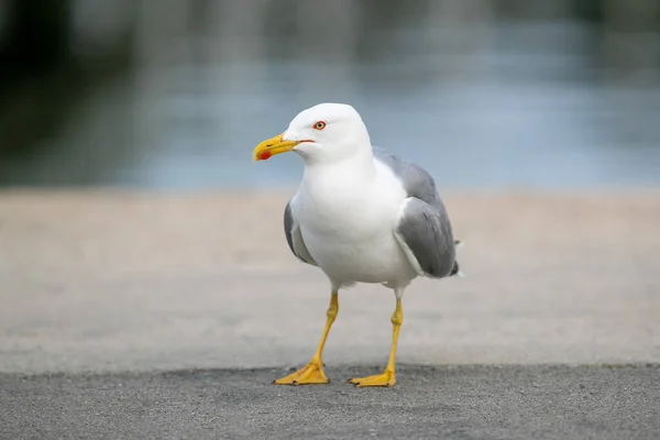Seagull Bird Standing Lake — Stock Photo, Image