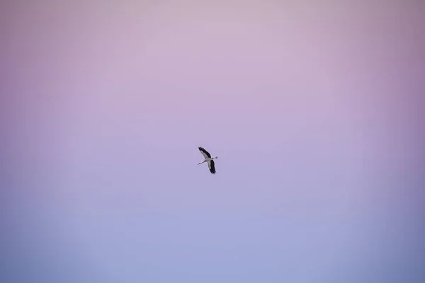 Ein Tiefflug Von Einem Schwan Der Unter Einem Bunten Himmel — Stockfoto