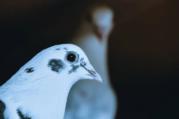 Eine Selektive Fokusaufnahme Der Schwarz Weißen Taube — Stockfoto