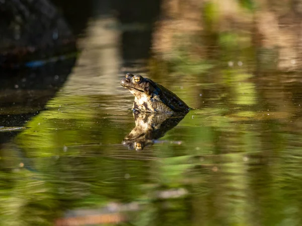 日本庭園の池のカエルの選択的フォーカスショット — ストック写真