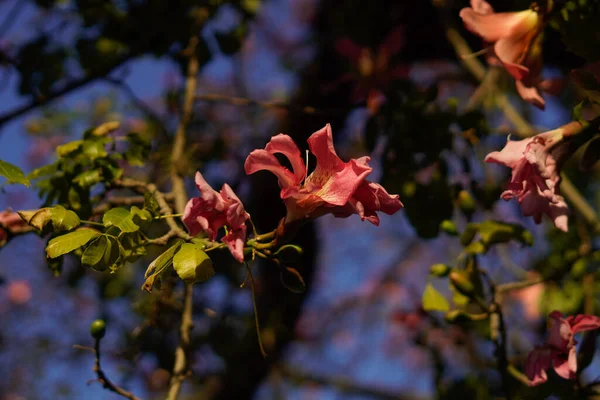 Primer Plano Una Flor Primavera Rosa Con Rama Frondosa Árbol — Foto de Stock