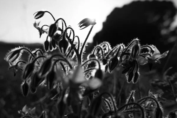 Чорно Білий Драматичний Вид Квітучих Лілій Променях Сонячного Світла — стокове фото