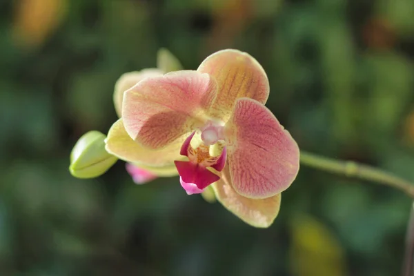 一种美丽的仙人掌兰花的精选焦点照片 — 图库照片