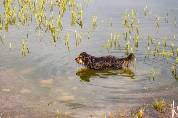 Wet Black Furry Dog Lake — Stock Photo, Image