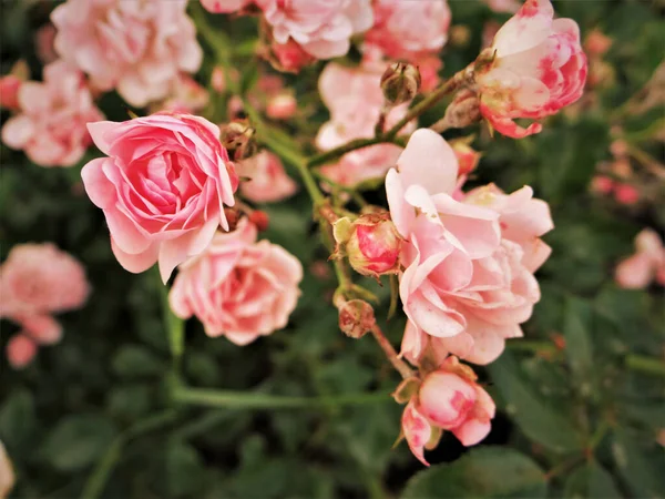 Вибірковий Фокус Знімок Славетних Рожевих Садових Троянд — стокове фото