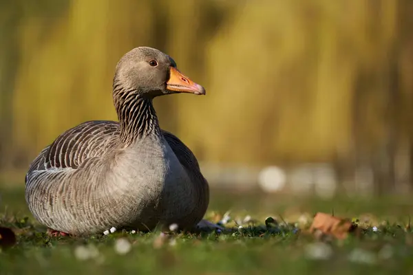 Primer Plano Pato Gris Sentado Sobre Hierba Verde — Foto de Stock