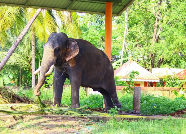 Молодой Цейлонский Слон Цепью Ногах — стоковое фото