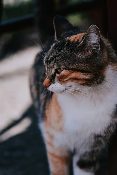 Vertical Shot Adorable Domestic Cat Street — Zdjęcie stockowe