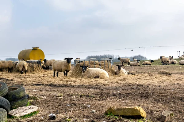 Rebanho Ovelhas Feno Pastagem Terra Aberta Lado Alimentador Metal Grande — Fotografia de Stock