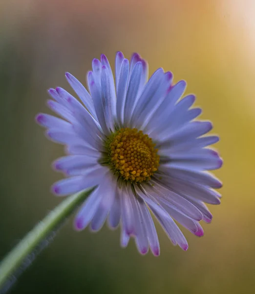 Selective Focus Shot Purple Chamomile — Photo