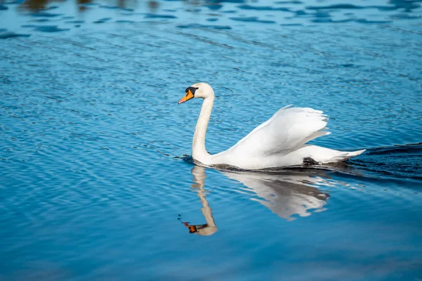 Tiro Seletivo Foco Cisne Mudo Gracioso Que Flutua Lago — Fotografia de Stock