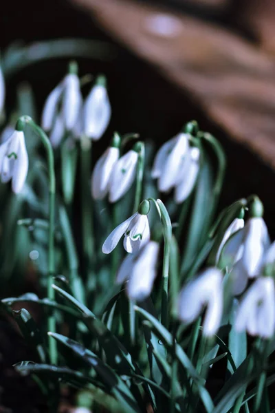 Vertical Shot Beautiful White Snowdrops Blurred Background — Stock Photo, Image