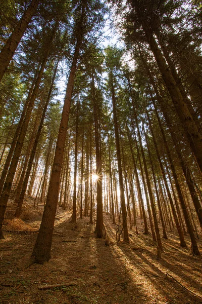 Una Toma Vertical Bajo Ángulo Del Sol Brillando Través Árboles — Foto de Stock