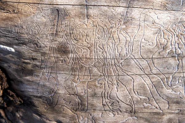 Shot Ancient Rock Carvings — Stock Photo, Image