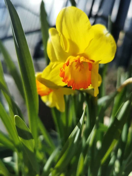 Tiro Vertical Close Uma Flor Amarelo Narciso Selvagem Brilhando Sol — Fotografia de Stock
