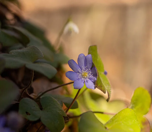 Närbild Bild Liverwort Blommande Växt Anemone Hepatica Solskenet — Stockfoto