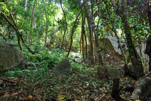 塞舌尔热带绿色丛林的美丽景色 — 图库照片
