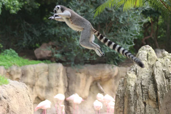 Hayvanat Bahçesine Atlayan Halka Kuyruklu Bir Lemur — Stok fotoğraf