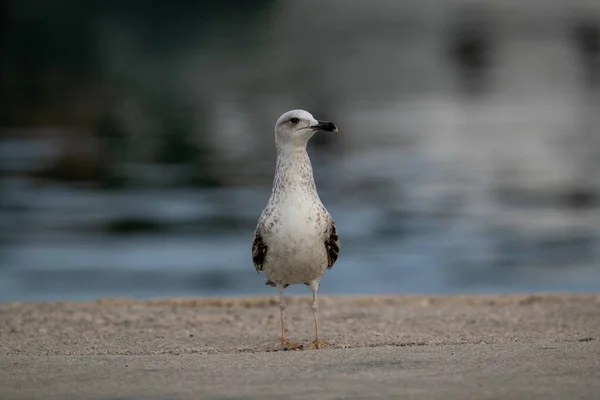 Uma Gaivota Junto Lago Parque — Fotografia de Stock