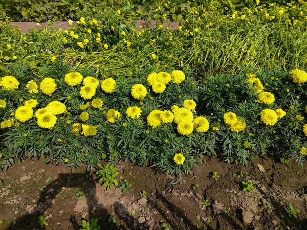 Der Schöne Garten Blüht Einem Sonnigen Tag — Stockfoto