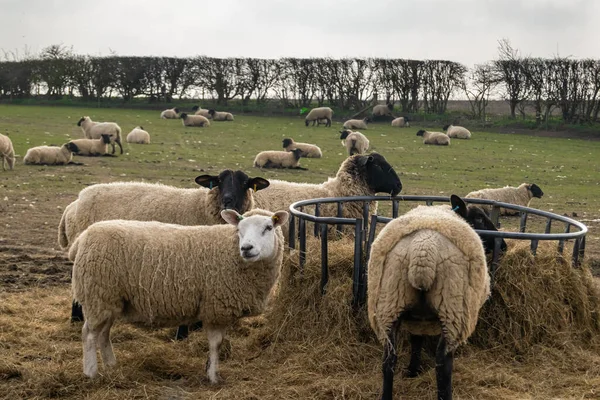 Stado Owiec Otwartej Farmie Pastwiskowej Siano — Zdjęcie stockowe