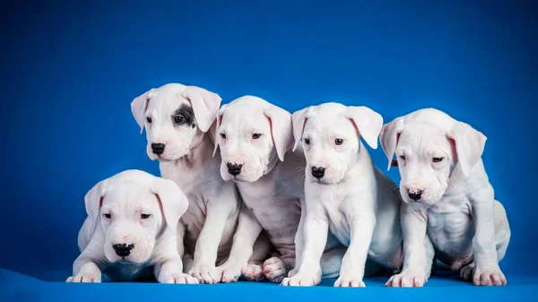 Cinco Cachorros Dogo Argentino Fundo Azul — Fotografia de Stock