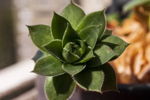 Eine Nahaufnahme Der Saftigen Echeveria Pflanze Sonnenlicht — Stockfoto