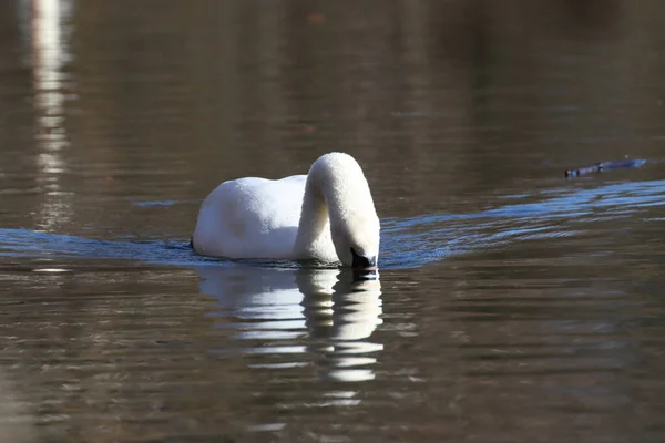 Front View Beautiful Mute Swan Cygnus Olor Hunting Lake — Stock Photo, Image