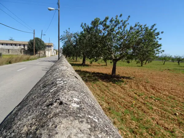 Ein Großes Feld Mit Bäumen Einer Straße — Stockfoto